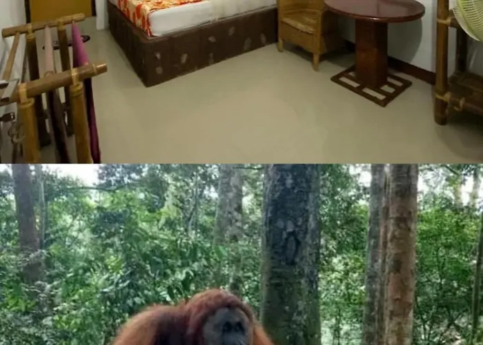 Brown Bamboo Guest House & Trekking Bukit Lawang