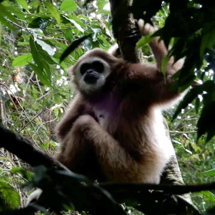 Brown Bamboo & Trekking Lodge Bukit Lawang