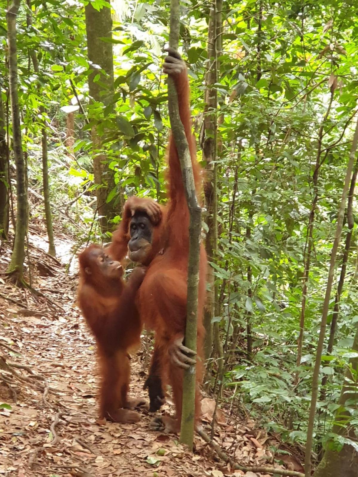 Lodge Brown Bamboo & Trekking *
