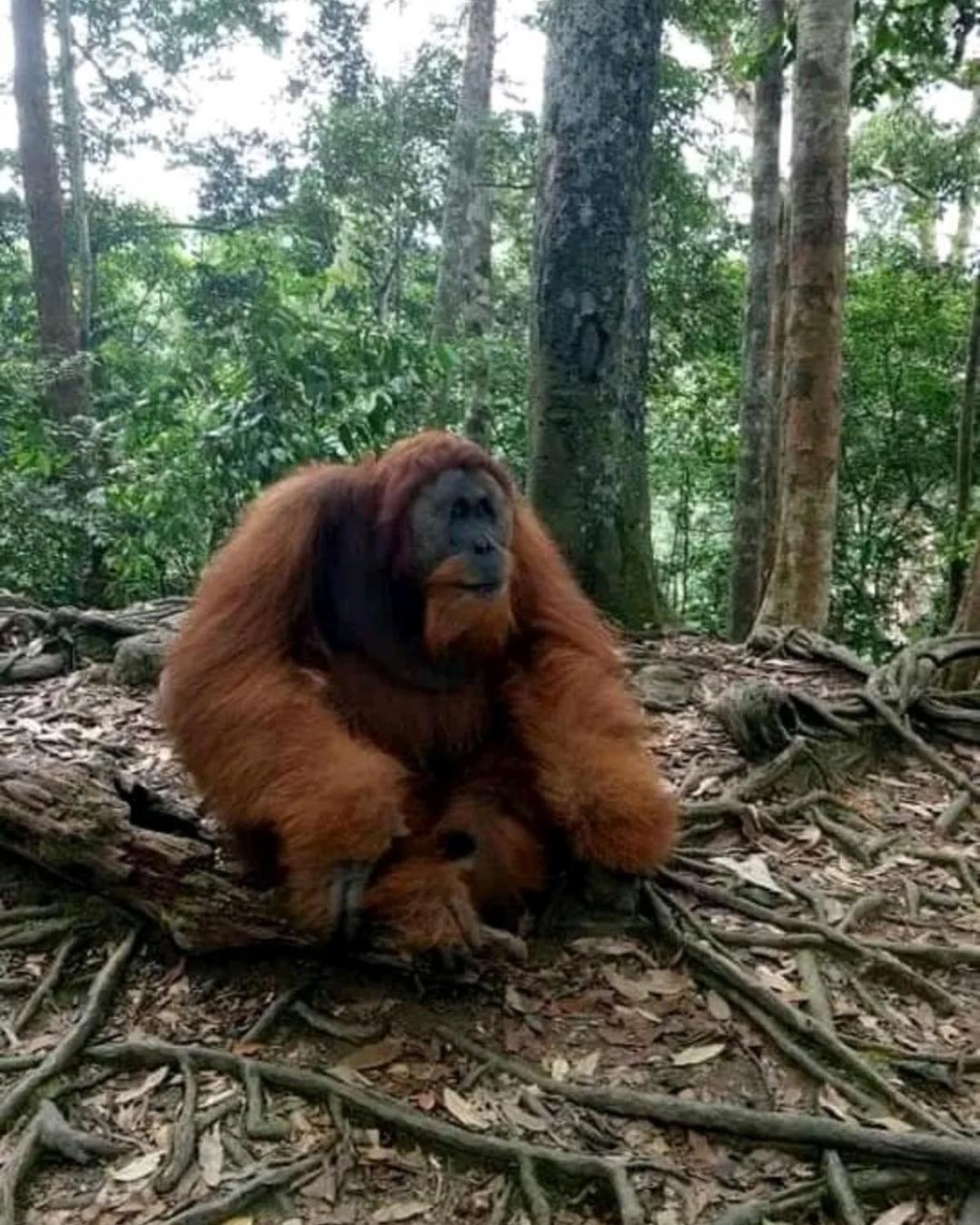 Brown Bamboo & Trekking Lodge Bukit Lawang