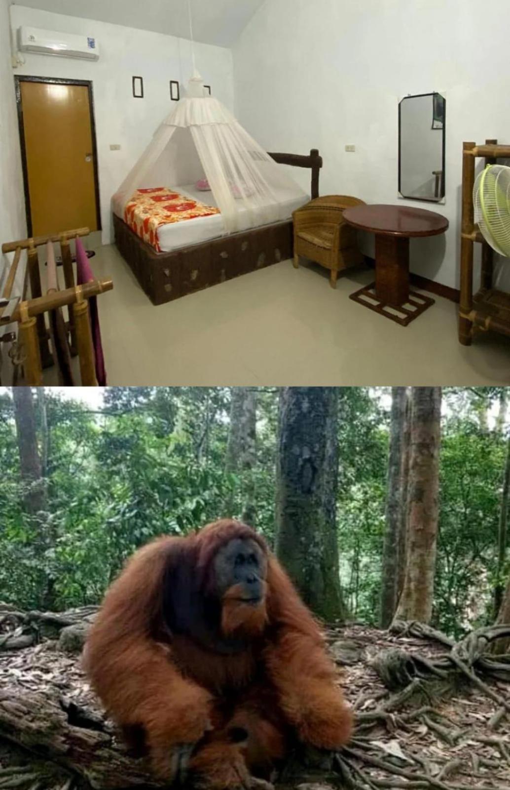 Brown Bamboo & Trekking *
