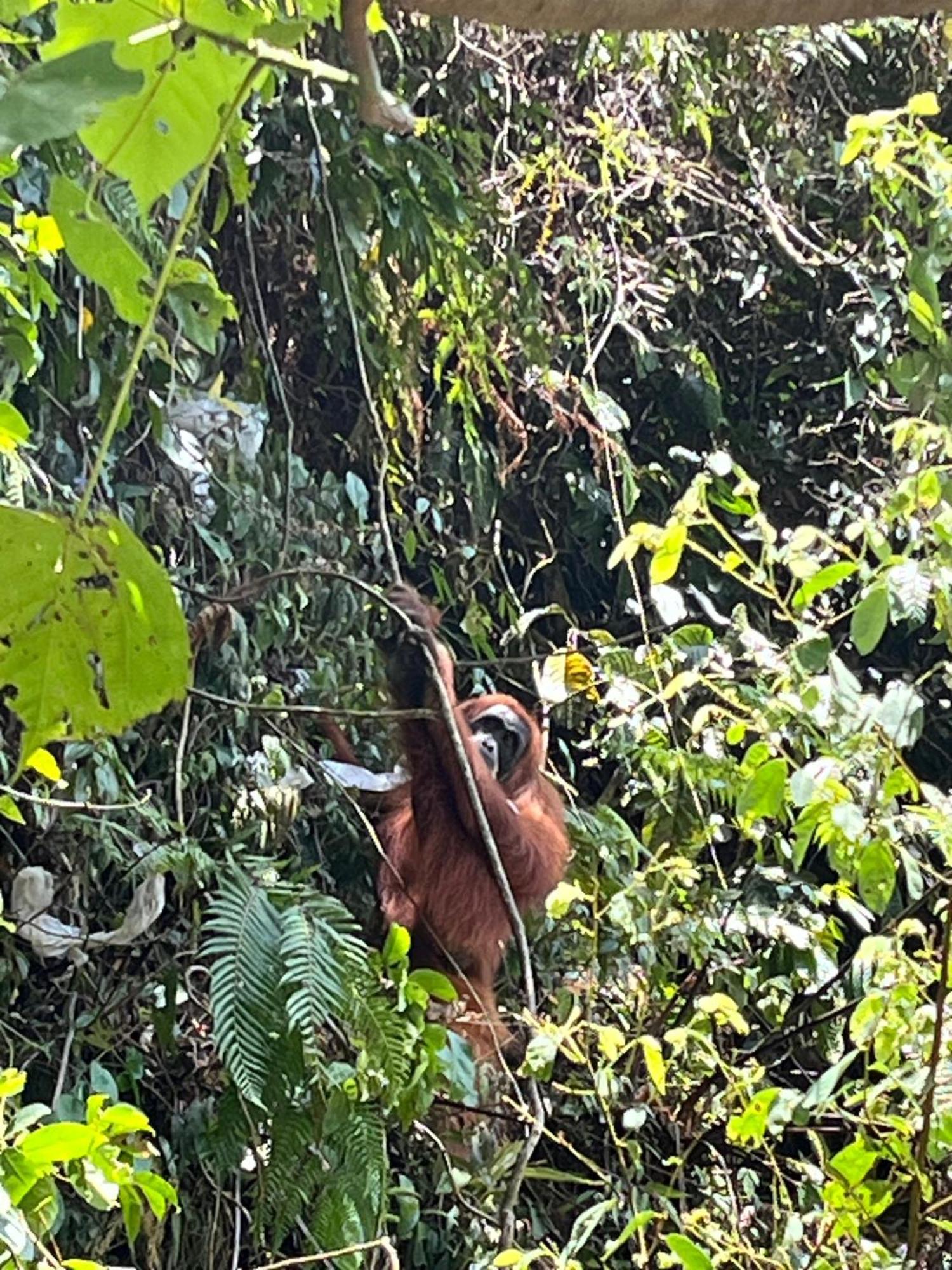 Lodge Brown Bamboo & Trekking Bukit Lawang